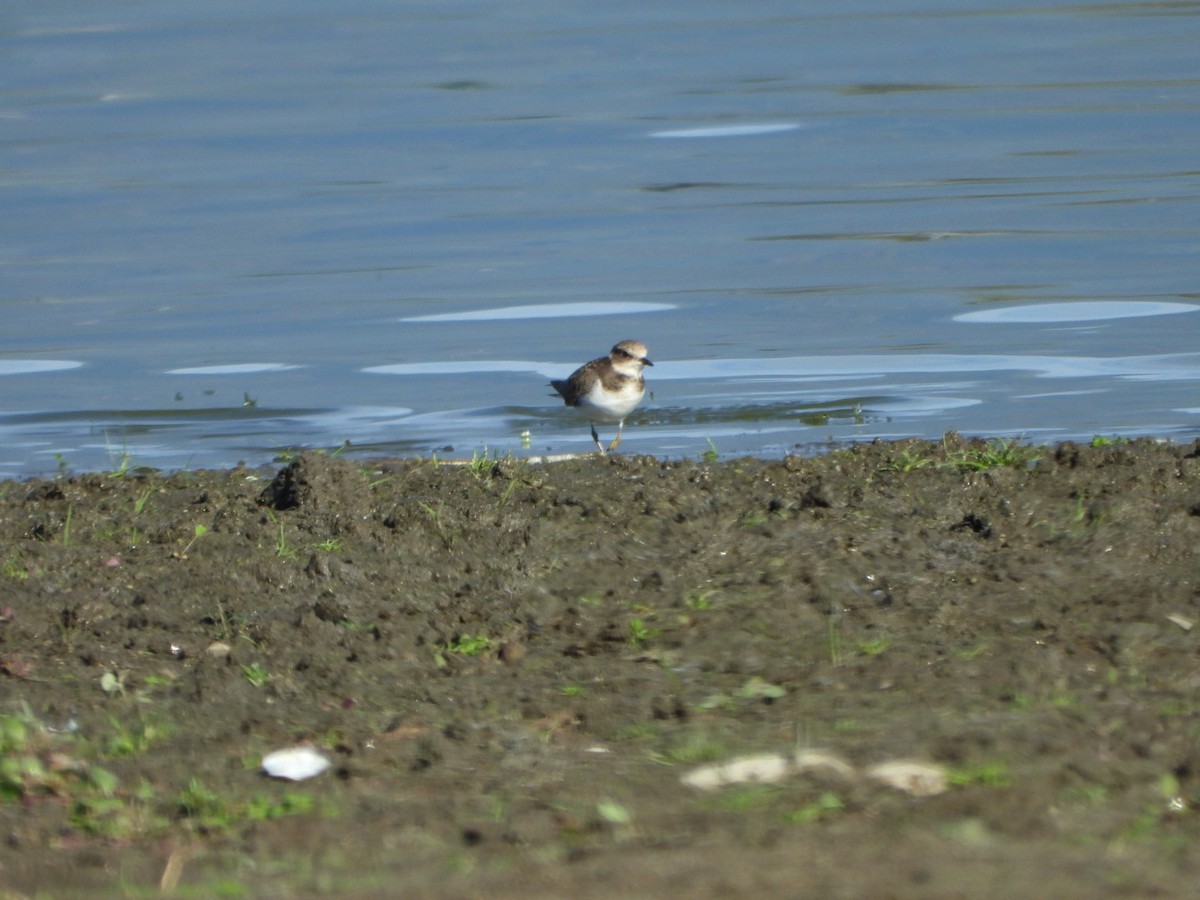 Little Ringed Plover - ML643716096