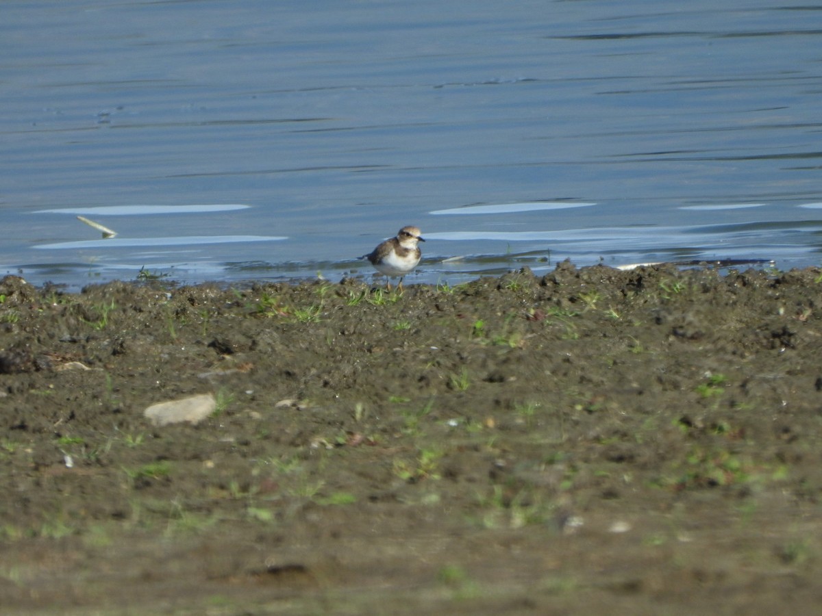Little Ringed Plover - ML643716097