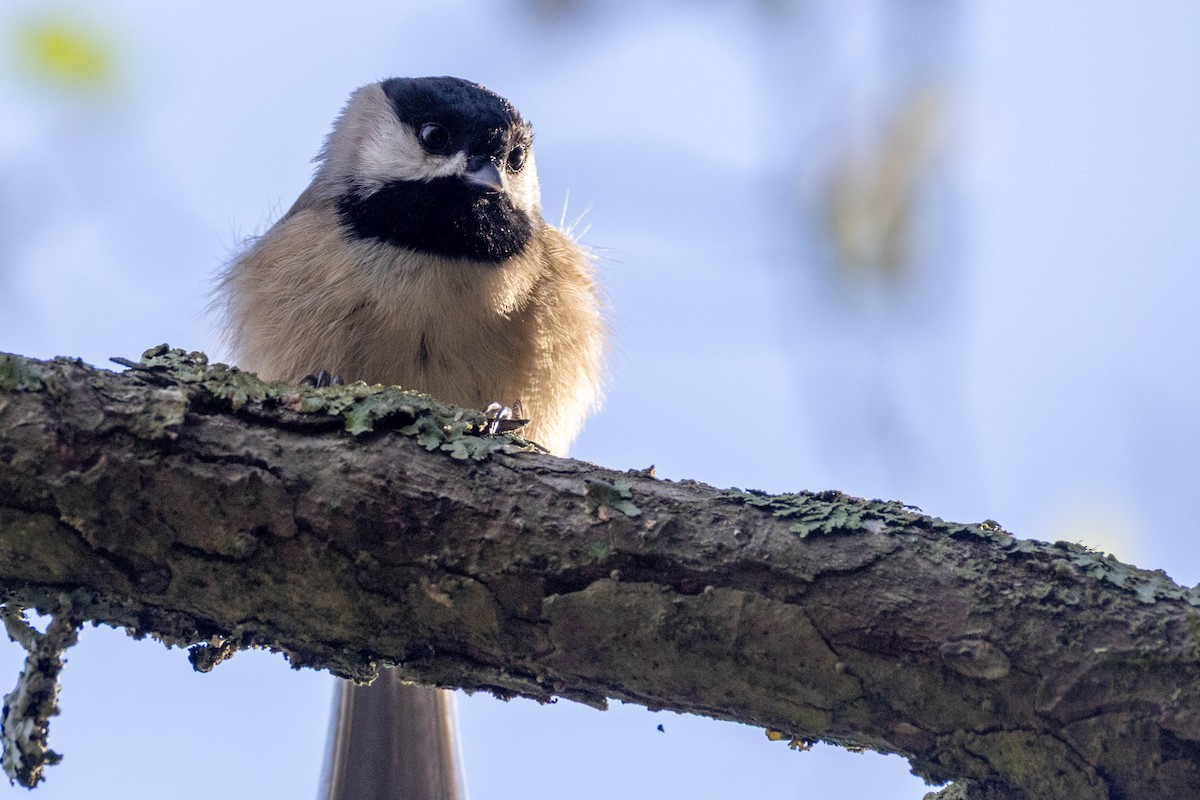 Carolina Chickadee - ML643716162