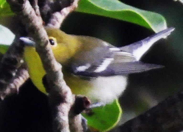 Yellow-throated Vireo - ML643716199