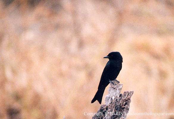 drongo africký - ML643716233