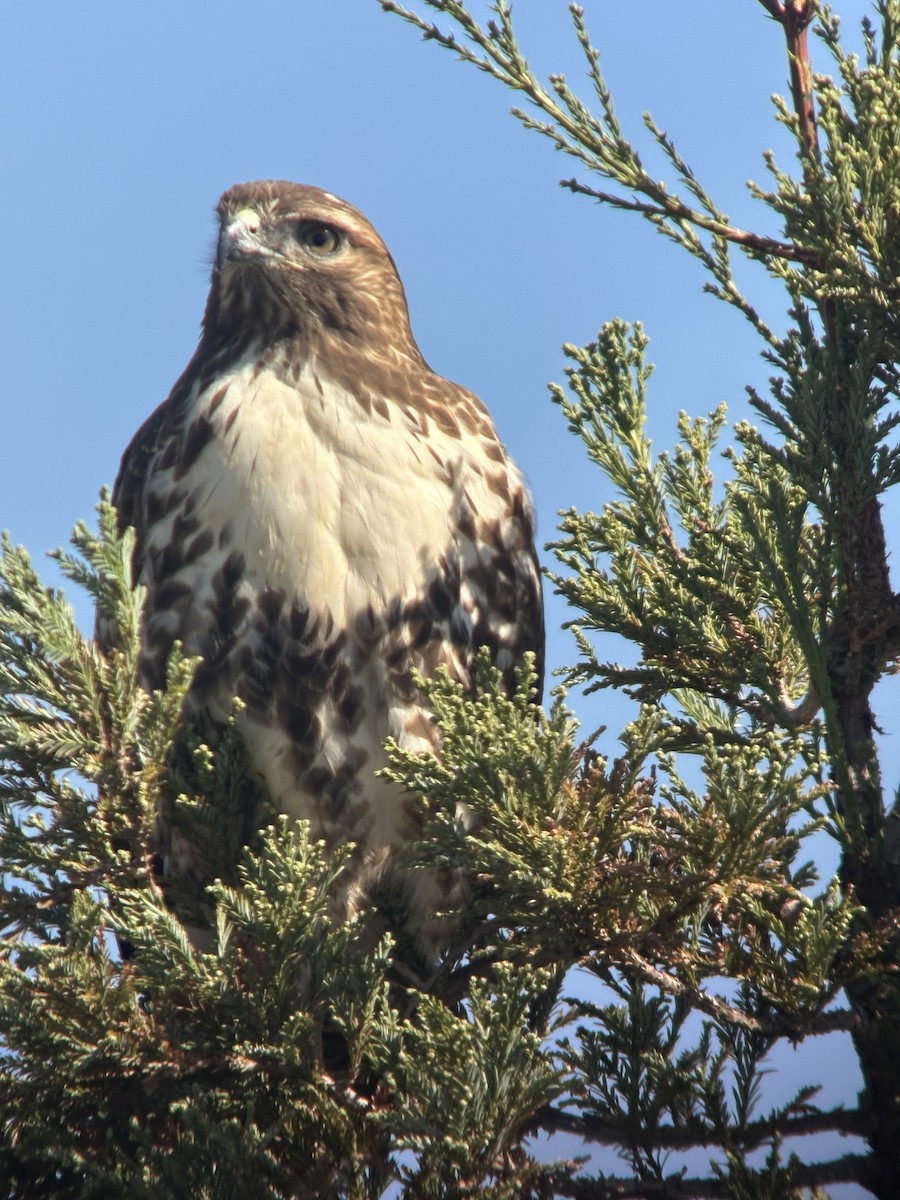 rødhalevåk - ML643716259