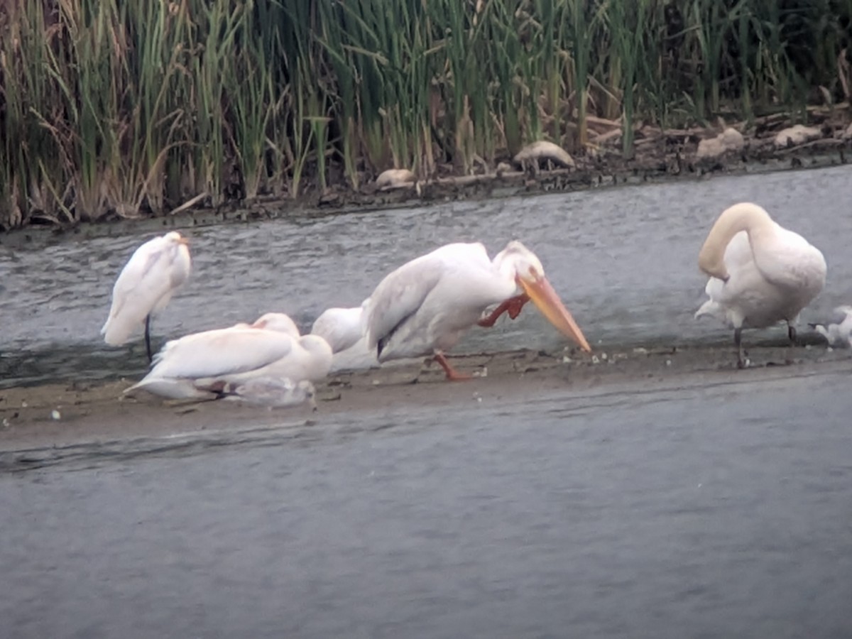 American White Pelican - ML643716266
