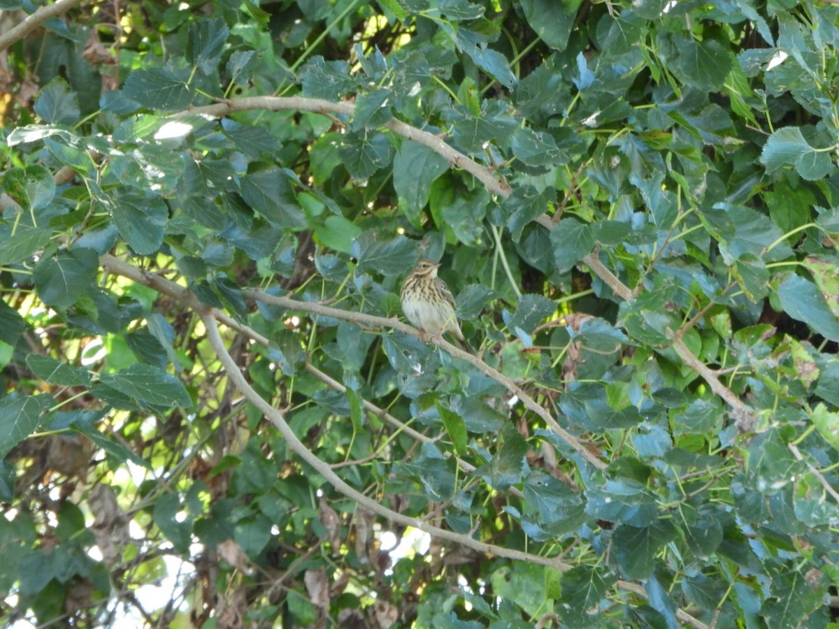 Tree Pipit - ML643716269