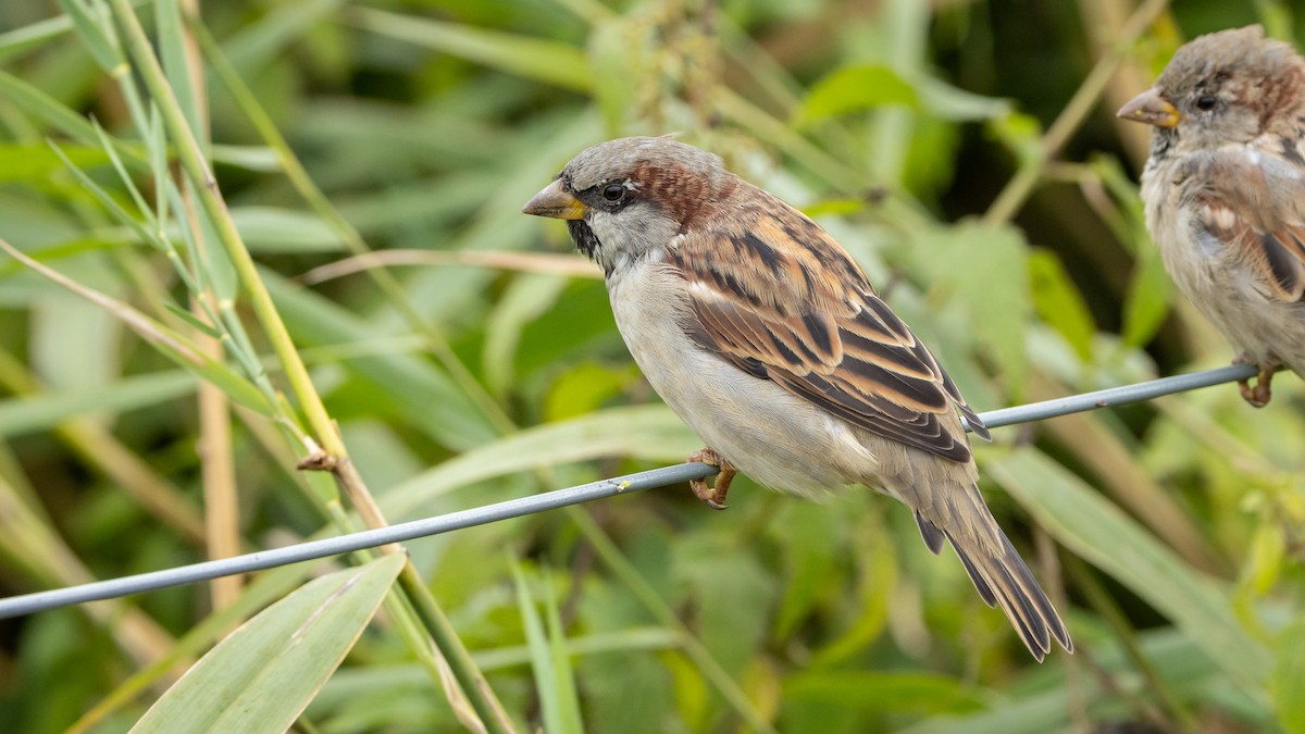 gråspurv (domesticus gr.) - ML643716293