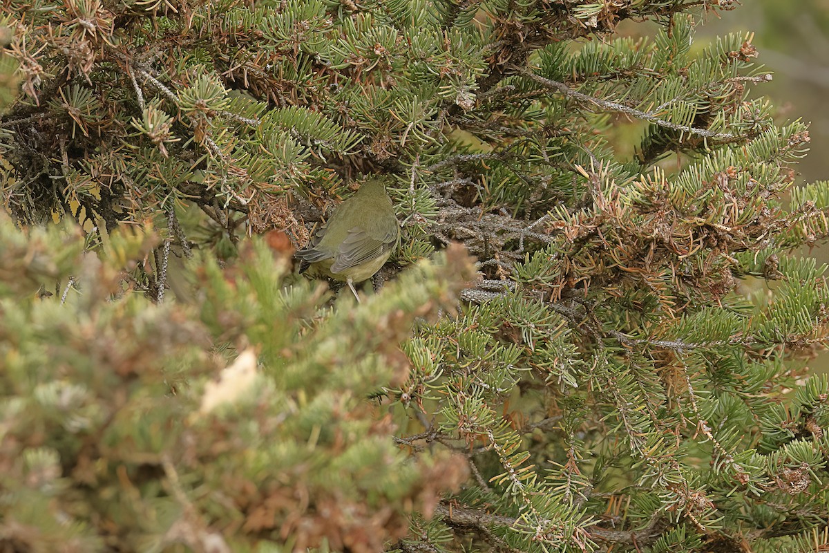 blåparula - ML643716297