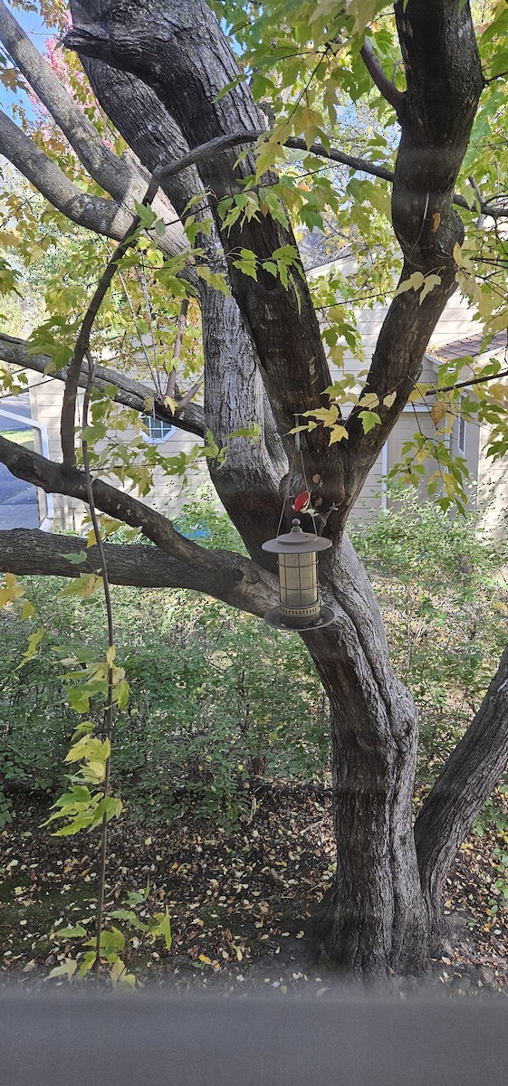 Pileated Woodpecker - ML643716323