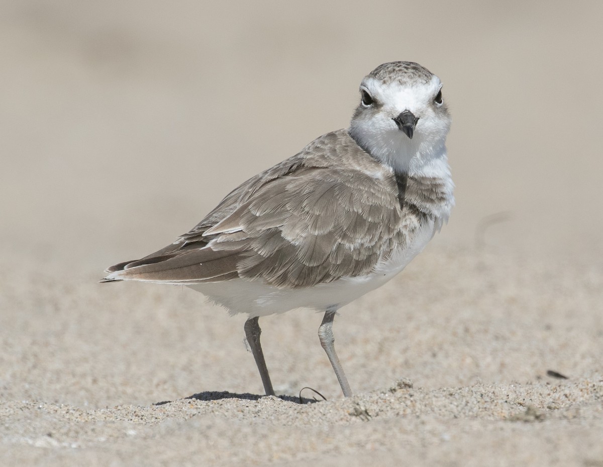 Snowy Plover - ML643716325