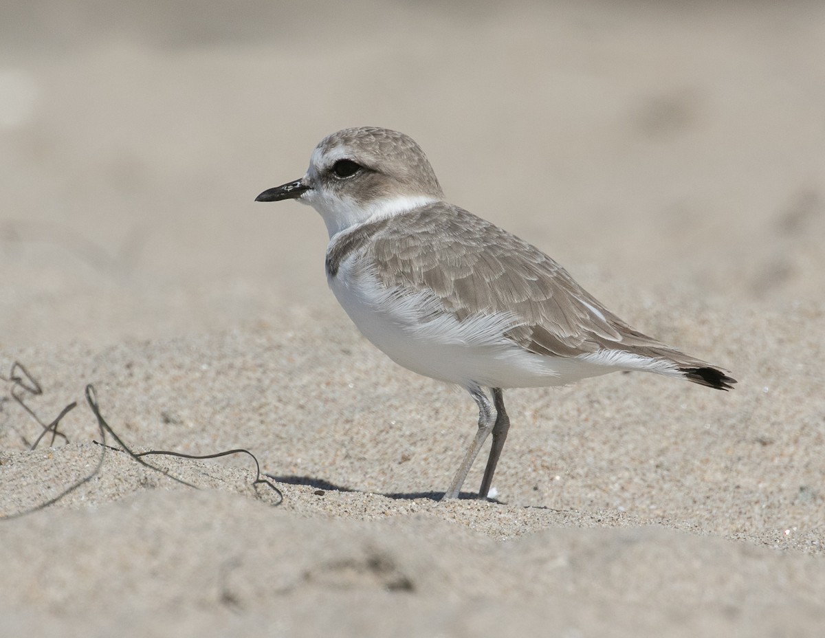 Snowy Plover - ML643716326