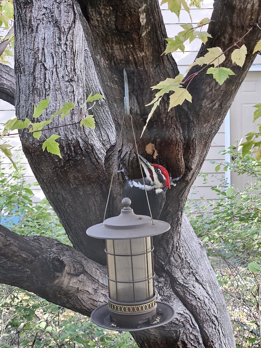 Pileated Woodpecker - ML643716329