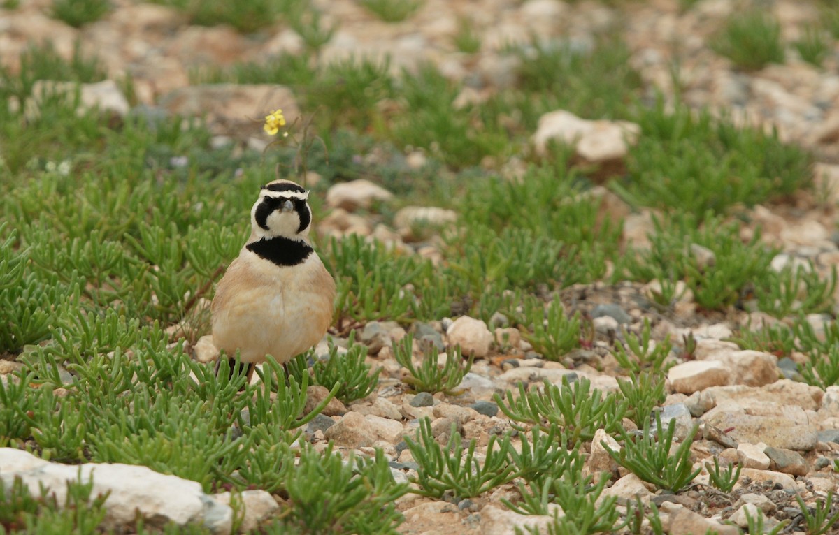 Temminck's Lark - ML643716330