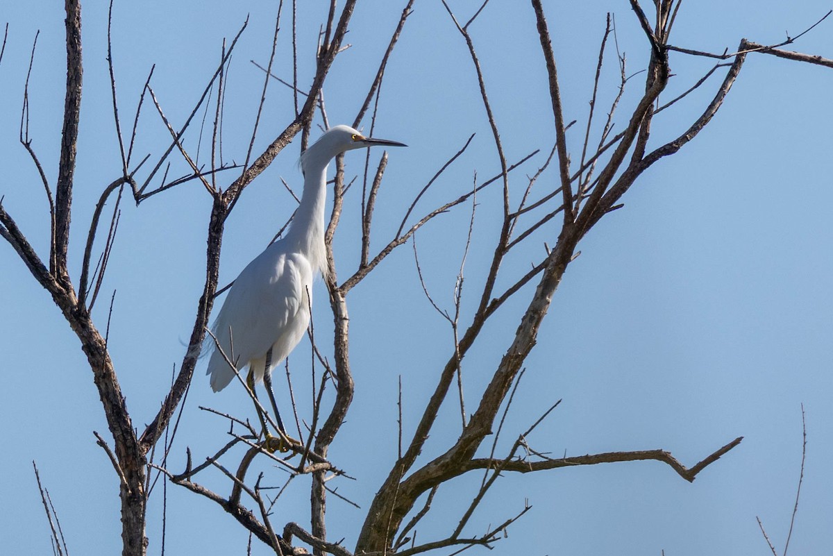 Snowy Egret - ML643716346