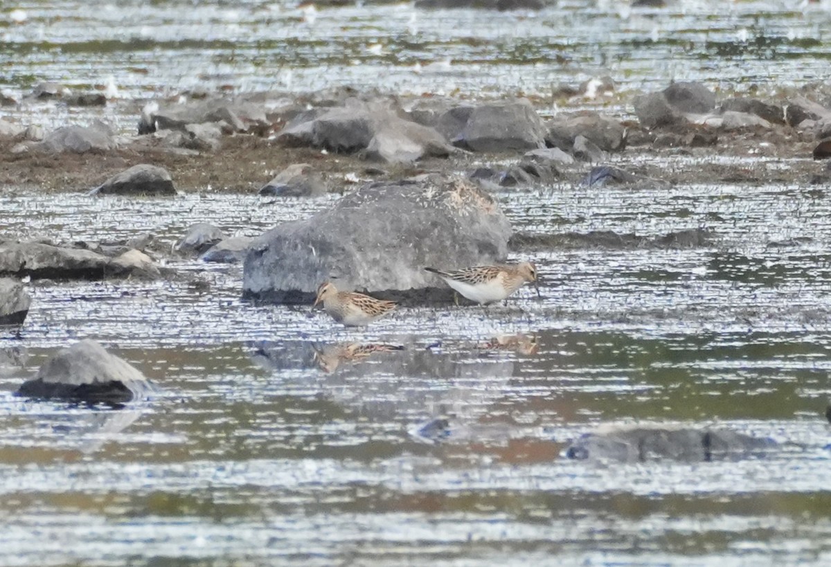 美洲尖尾濱鷸 - ML643716359