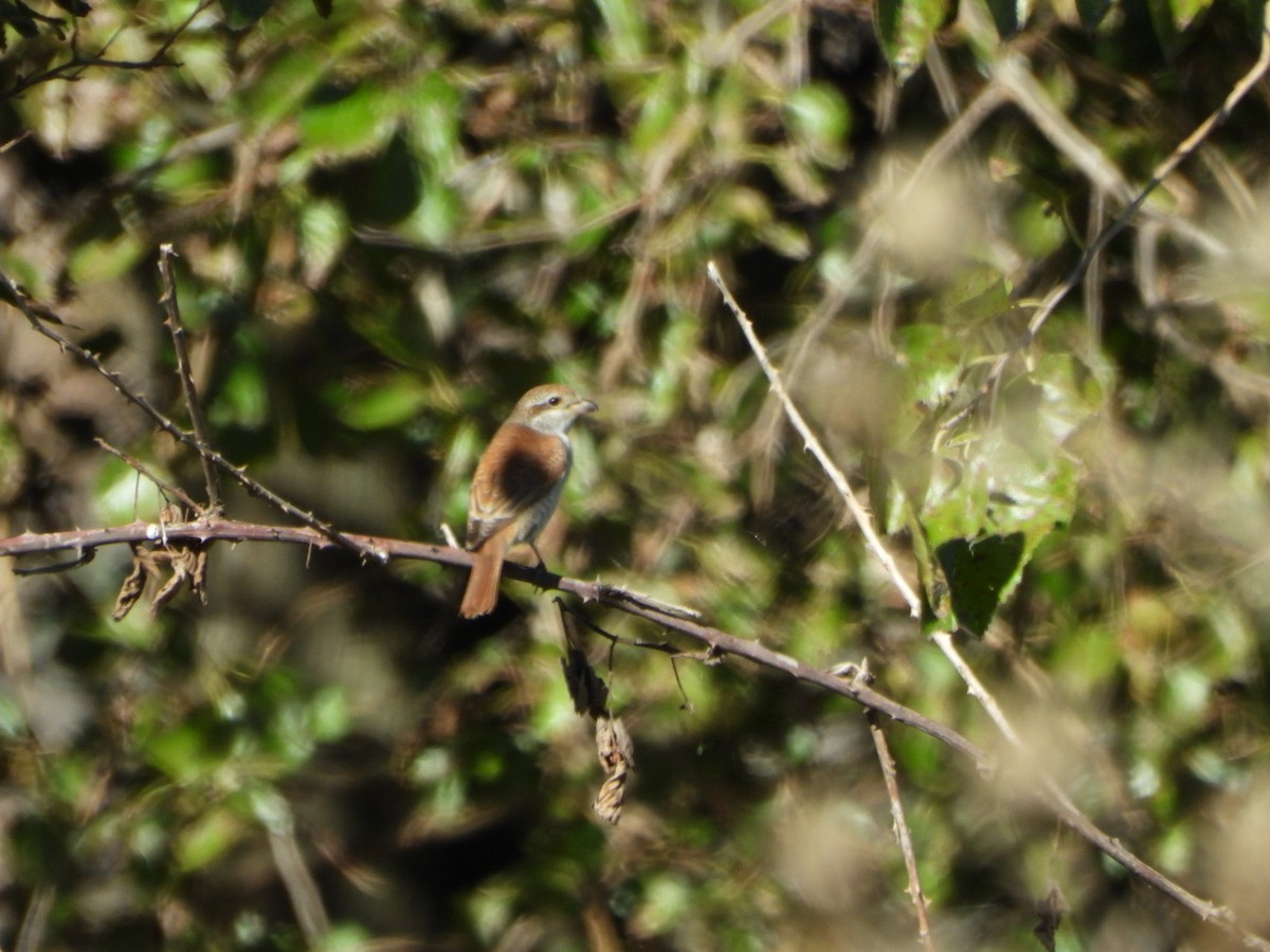 Red-backed Shrike - ML643716369