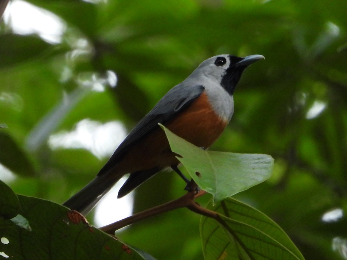 Black-faced Monarch - ML643716398