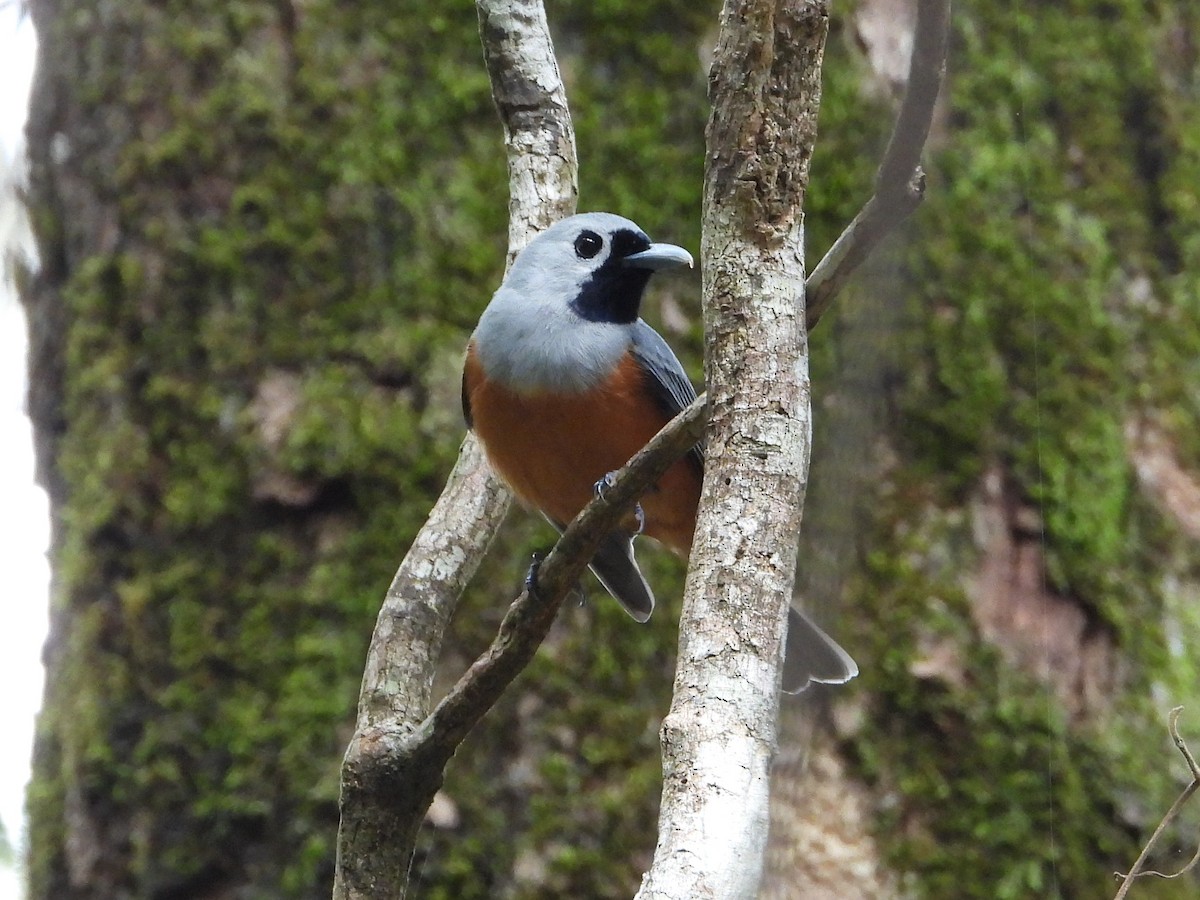 Black-faced Monarch - ML643716399