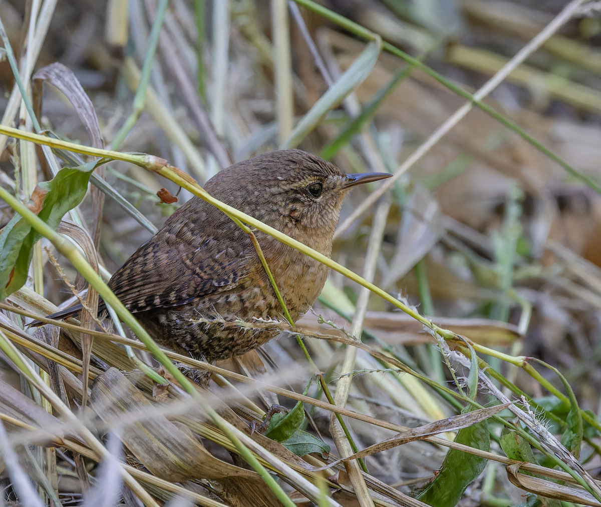 Winter Wren - ML643716400