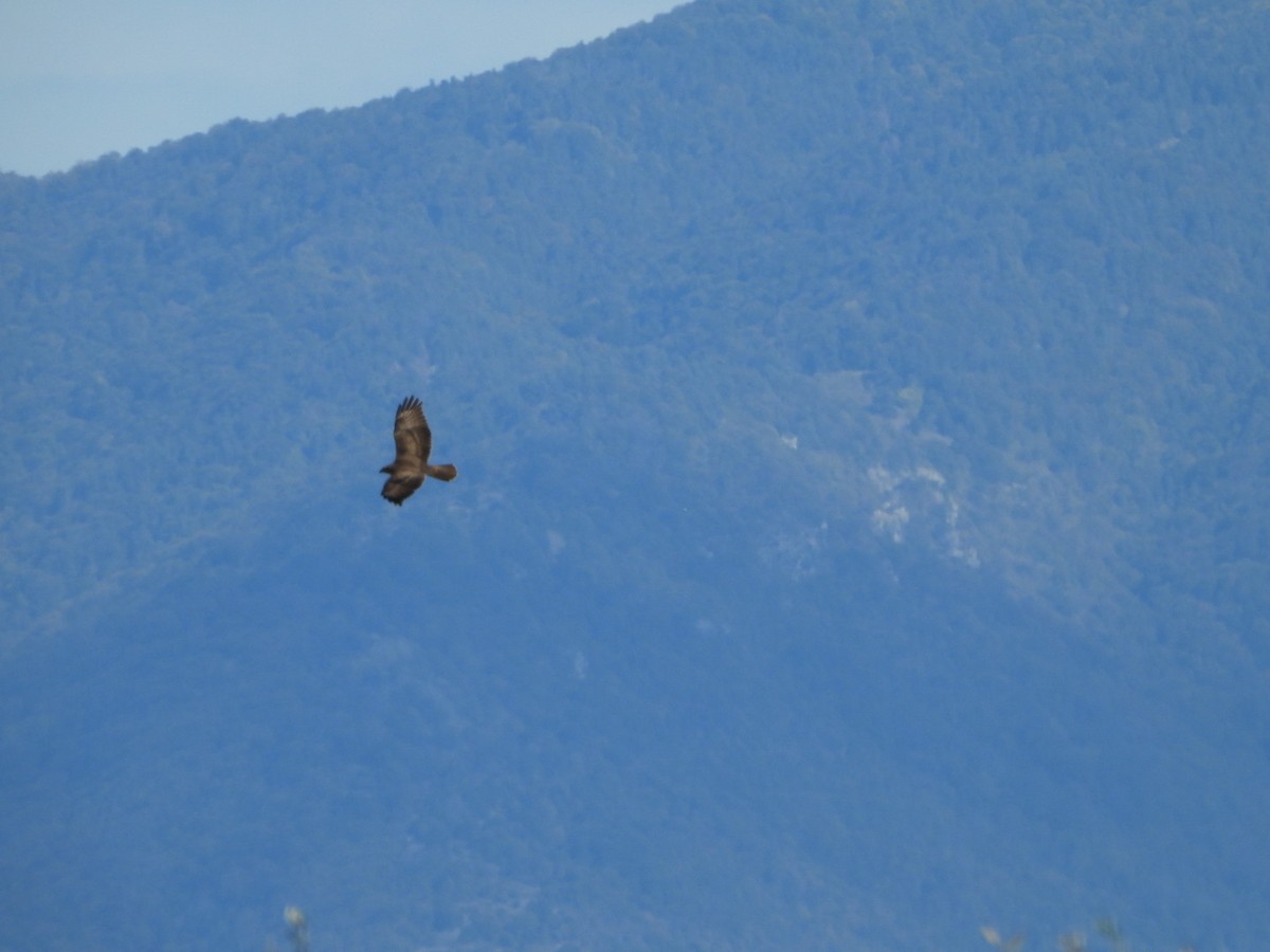 Common Buzzard - ML643716441