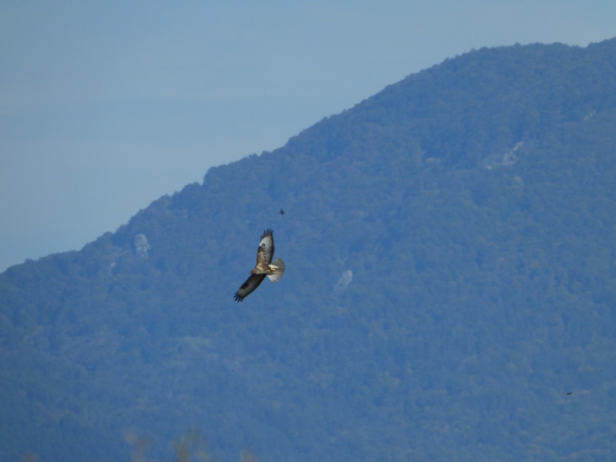 Common Buzzard - ML643716442