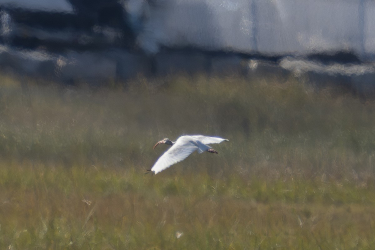 White Ibis - ML643716461