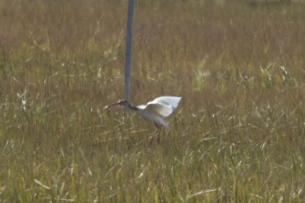 White Ibis - ML643716462