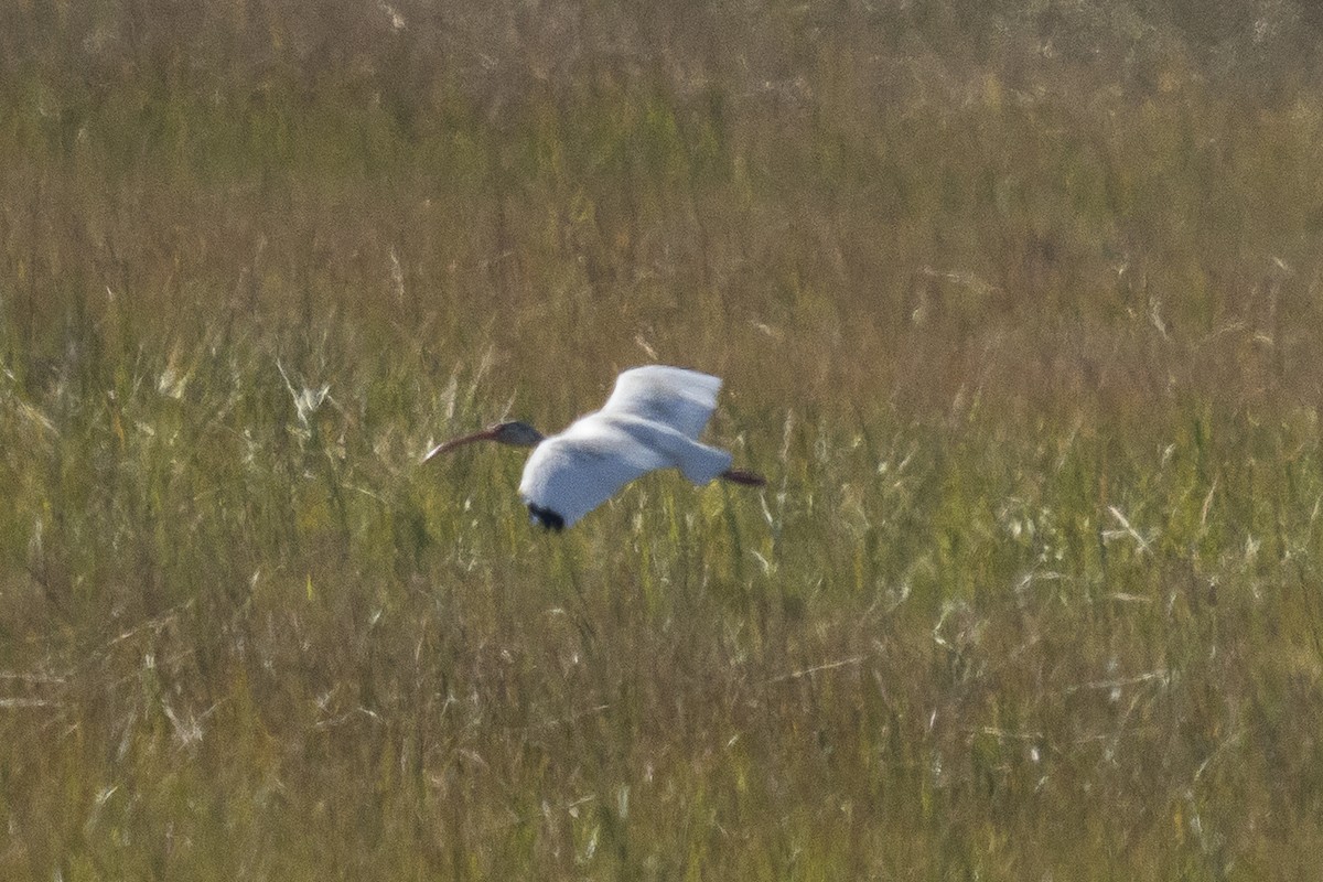 White Ibis - ML643716463