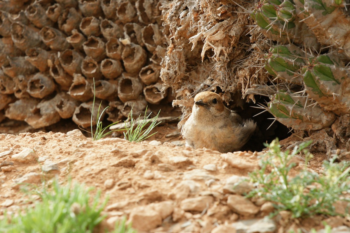 Red-rumped Wheatear - ML643716474
