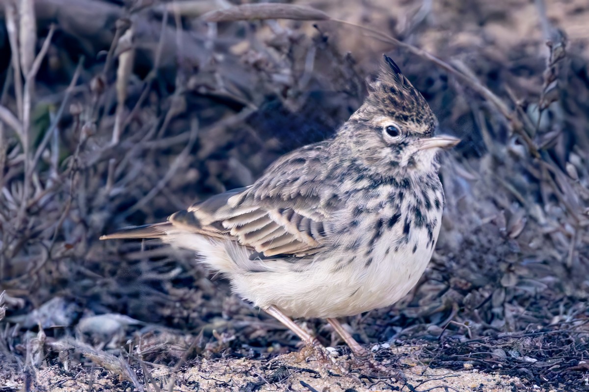 Kutturlio mokolaburra - ML643716484