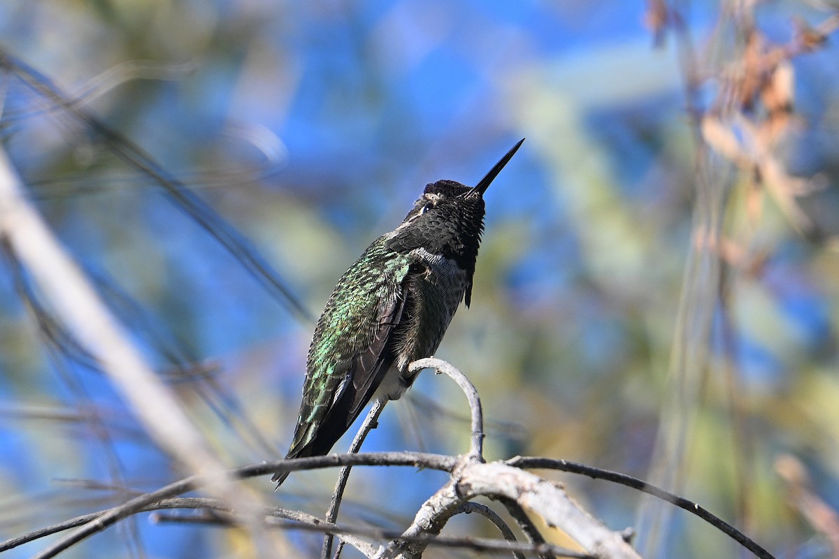 Anna's Hummingbird - ML643716491
