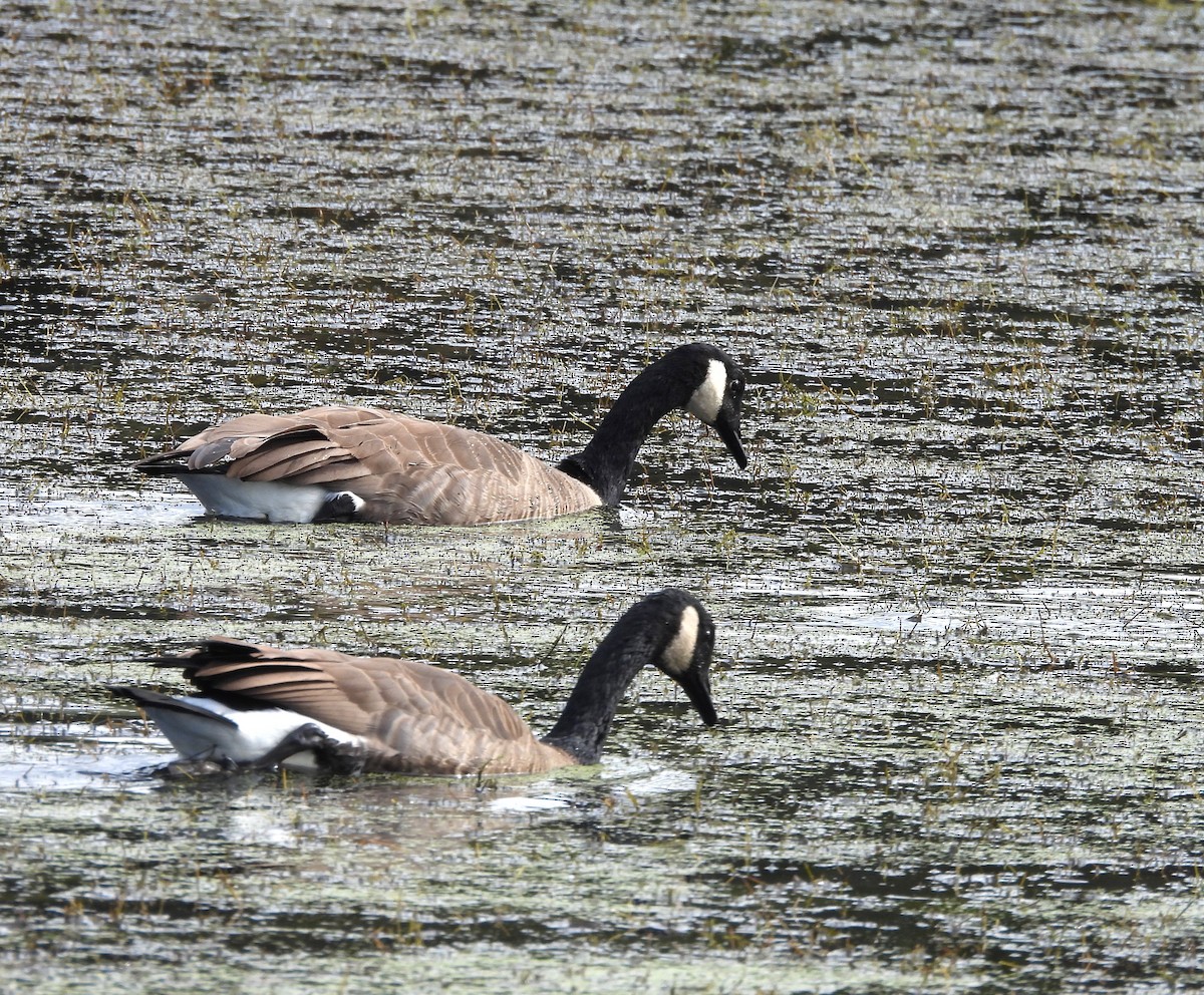 berneška velká - ML643716496