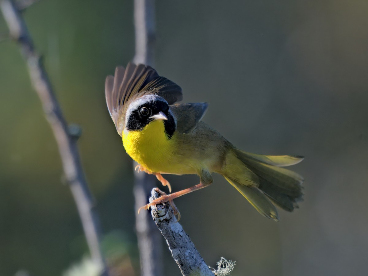 Common Yellowthroat - ML643716497
