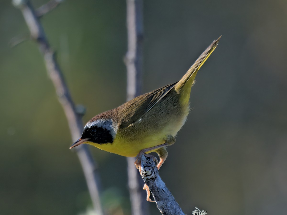 Common Yellowthroat - ML643716498