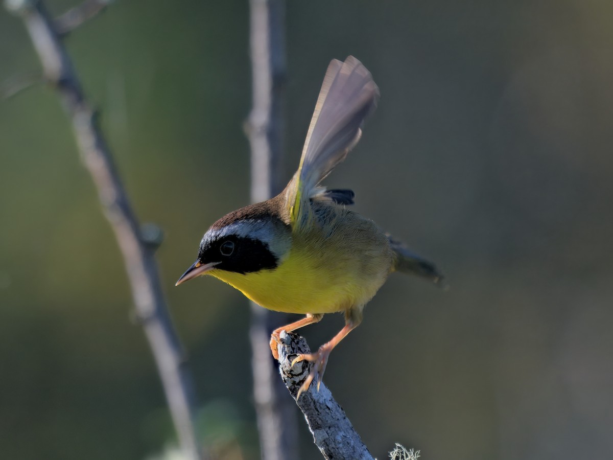 Common Yellowthroat - ML643716499