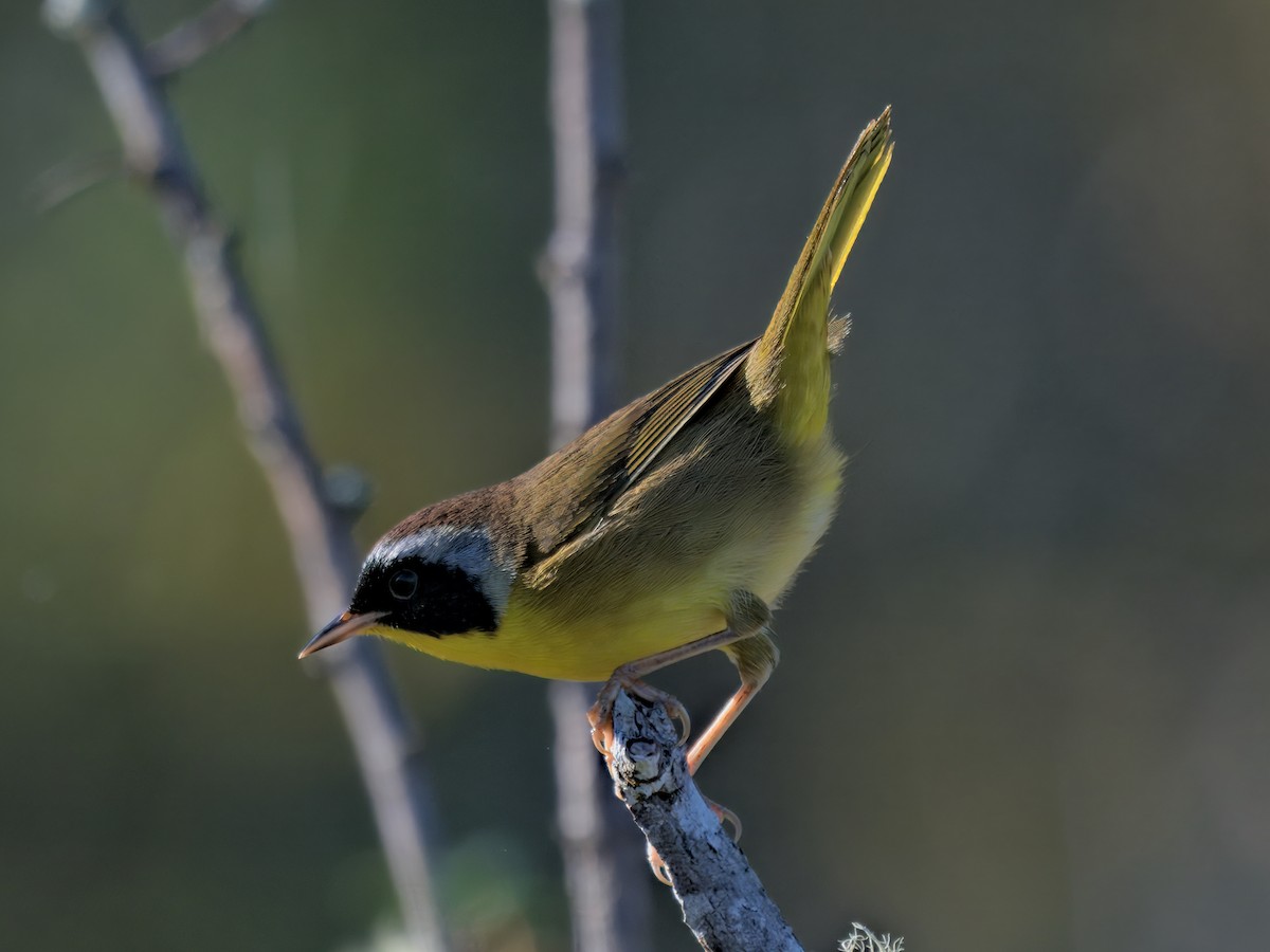 Common Yellowthroat - ML643716500