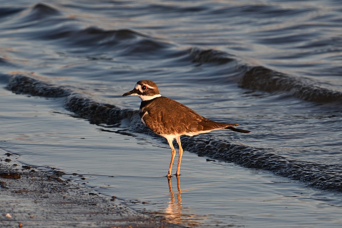 Killdeer - ML643716519