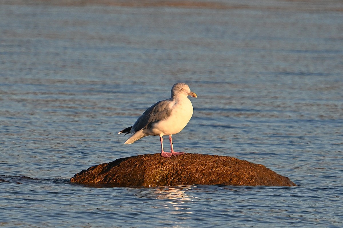 American Herring Gull - ML643716525