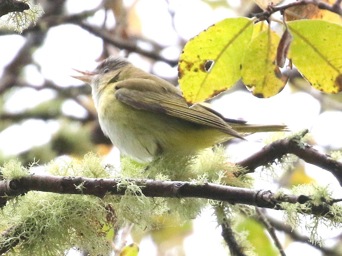 Yellow-green Vireo - ML643716530