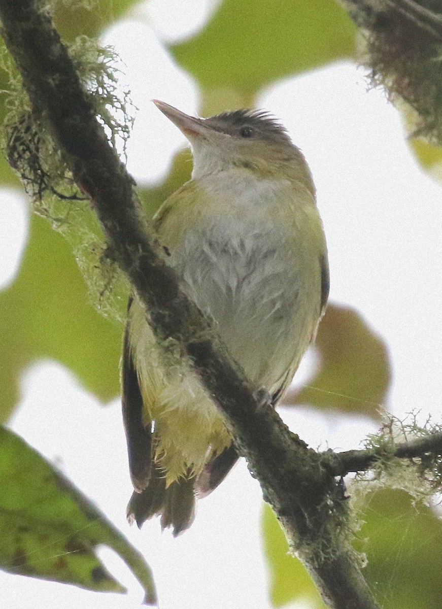 Yellow-green Vireo - ML643716531