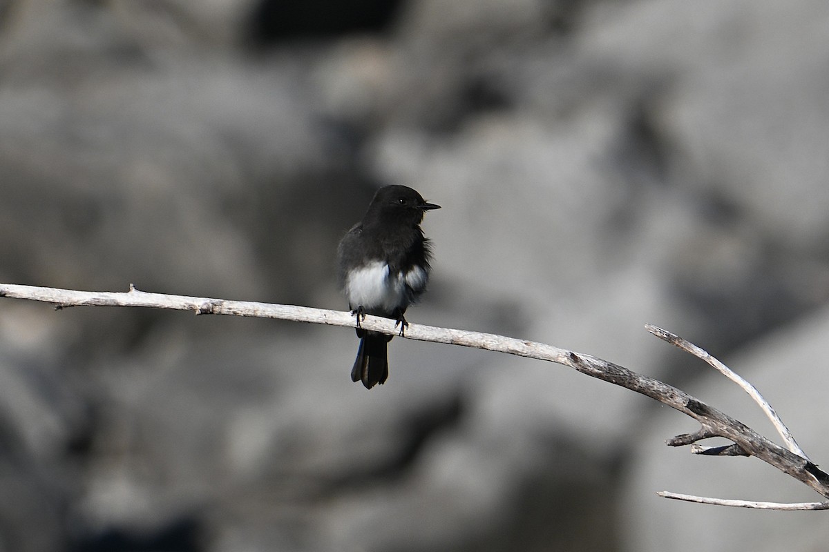 Black Phoebe - ML643716553