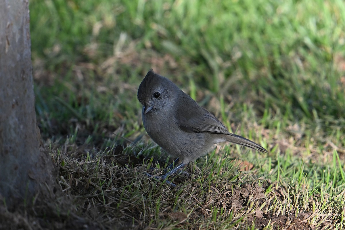Oak Titmouse - ML643716590