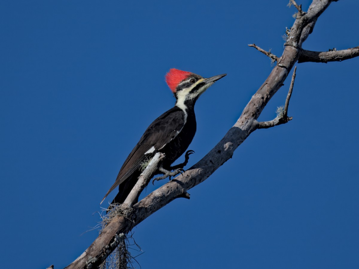 Pileated Woodpecker - ML643716594