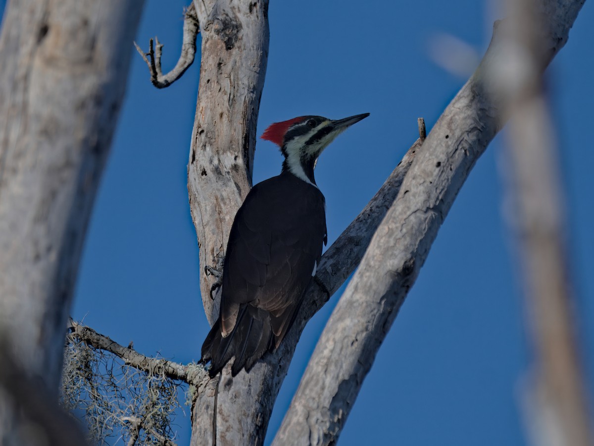 Pileated Woodpecker - ML643716595