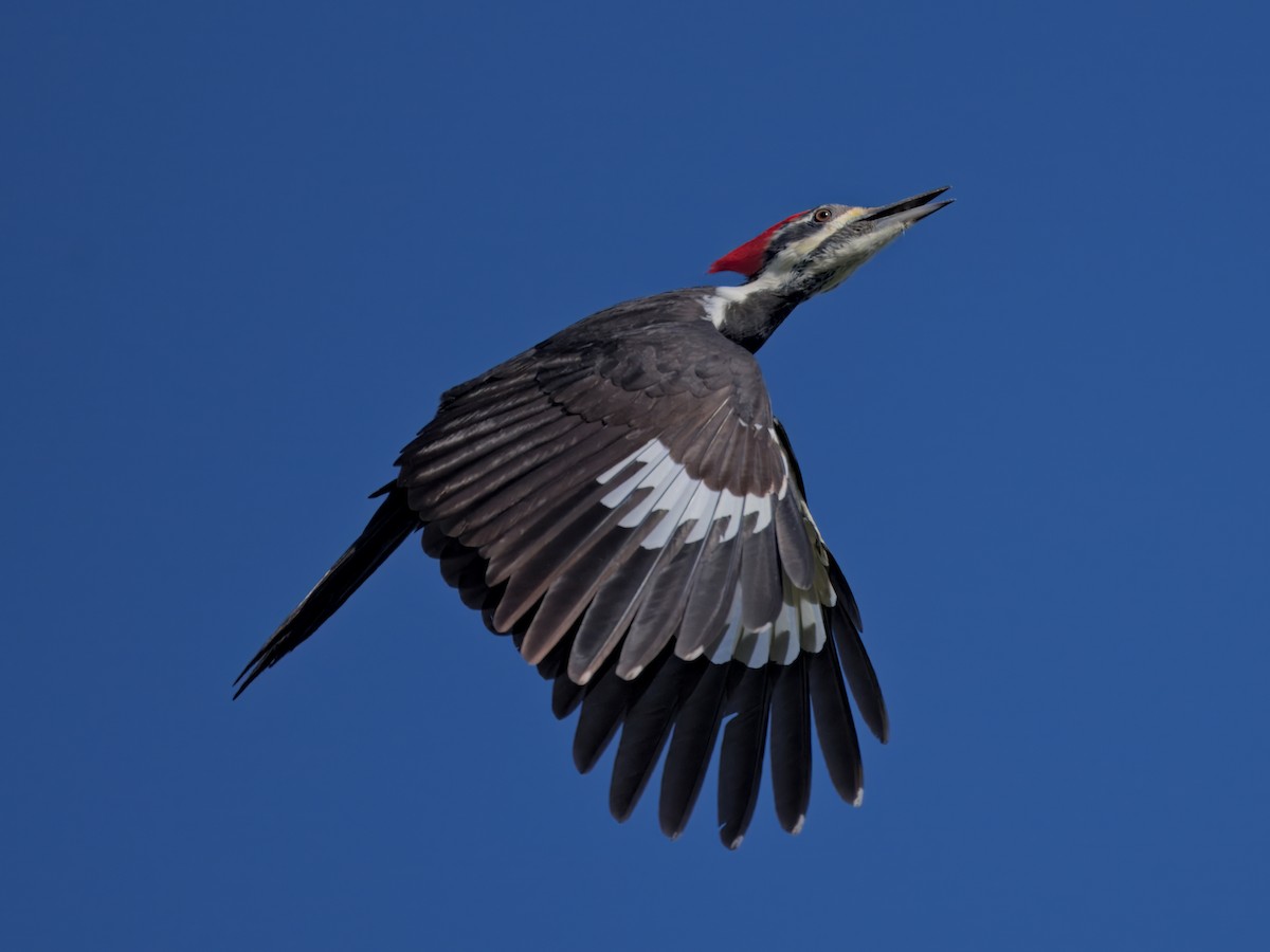 Pileated Woodpecker - ML643716596