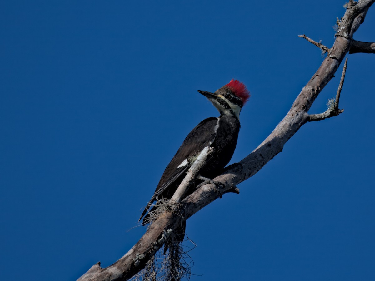Pileated Woodpecker - ML643716597
