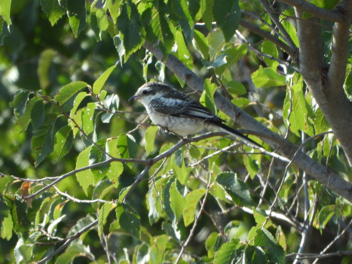 Masked Shrike - ML643716600