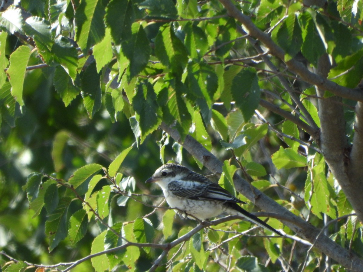 Masked Shrike - ML643716601