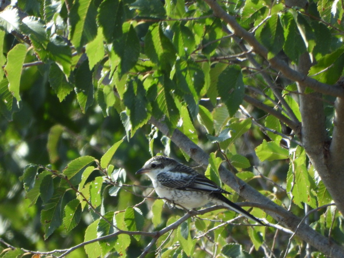Masked Shrike - ML643716602