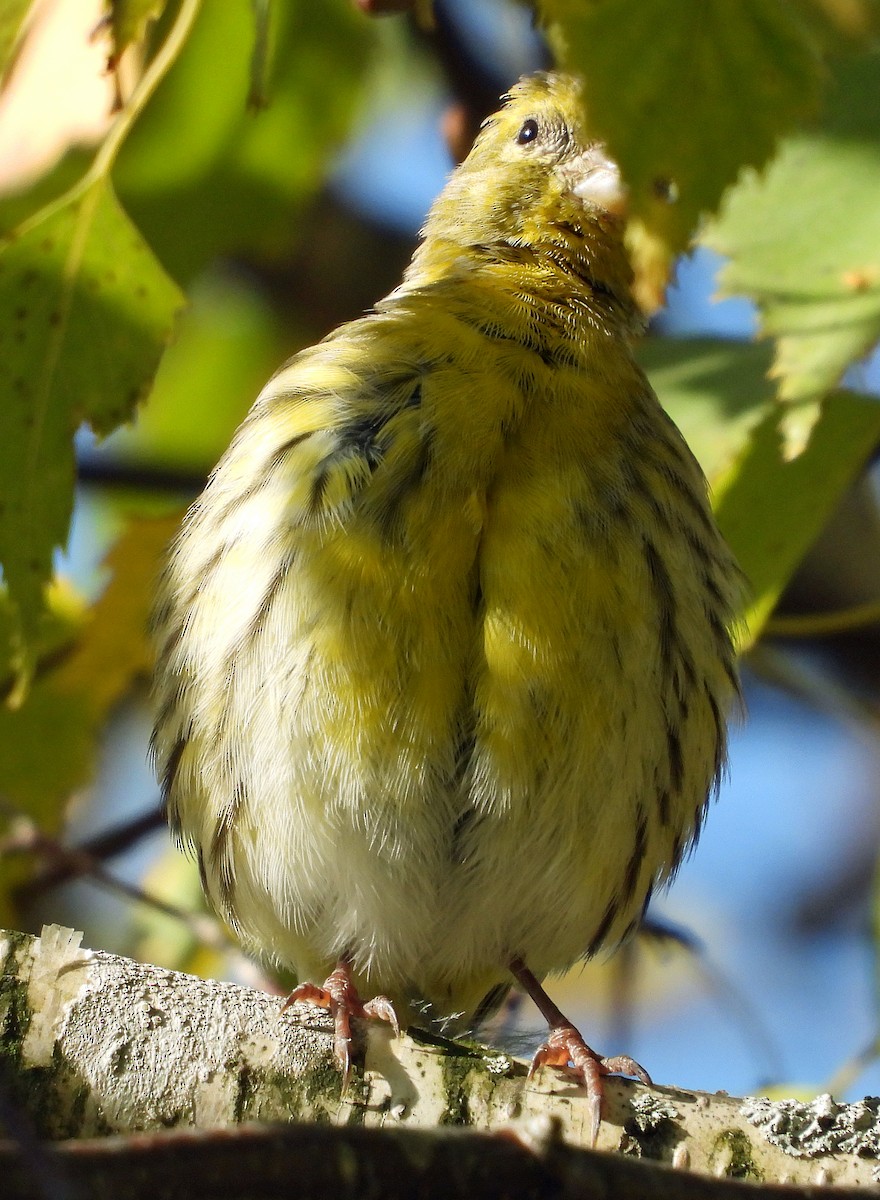 European Serin - ML643716603