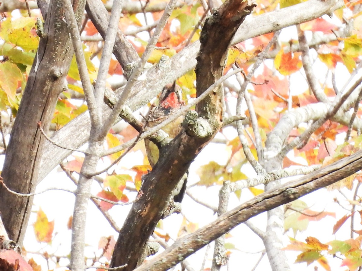 datel rudohrdlý - ML643716609