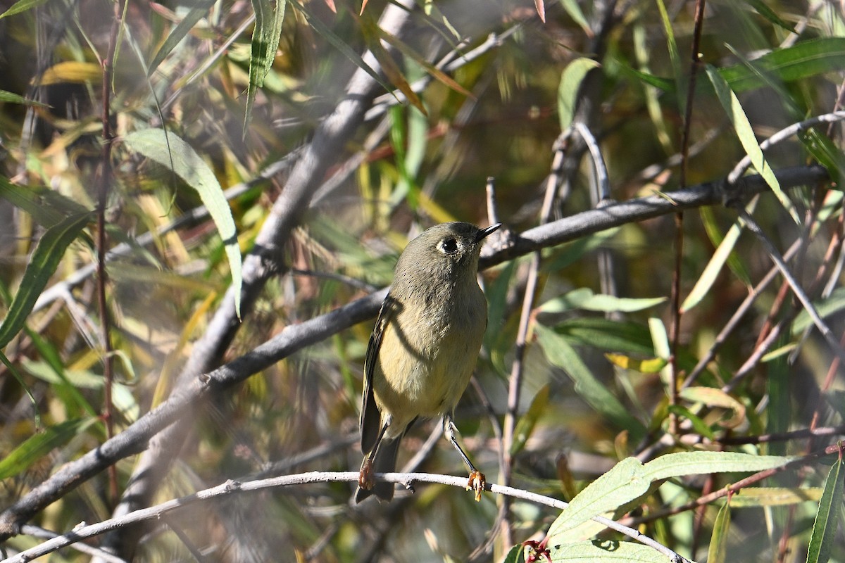 Ruby-crowned Kinglet - ML643716610